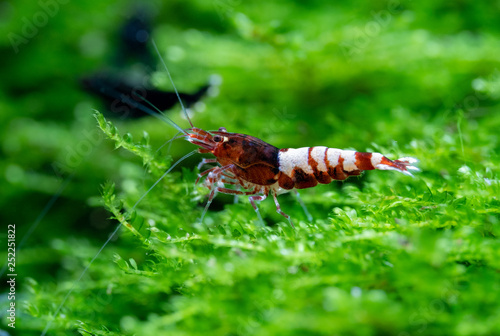 Pinto red freshwater shrimp in home aquarium photo