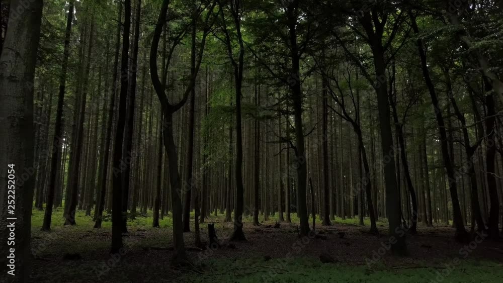 Dichte Bäume im Teutoburger Wald Dichte Bäume im Teutoburger Wald