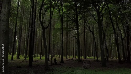 Dichte Bäume im Teutoburger Wald