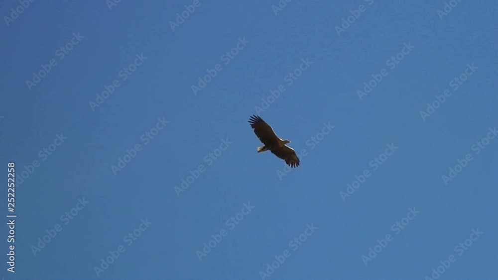 Delta of the Volga River. Astrakhan Reserve. Eagle. Delta of the Volga River. Astrakhan Reserve. Eagle.