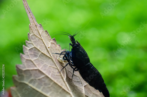 Black freshwater shrimp climbing dried mulberry leaf in freshwater planted tank with bright green aquatic moss in the background