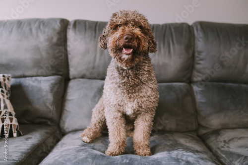 nice water dog on the sofa looks in front