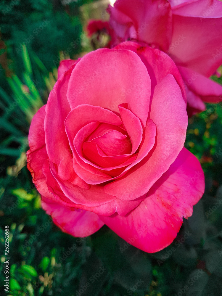 pink rose in the garden pink rose in the garden