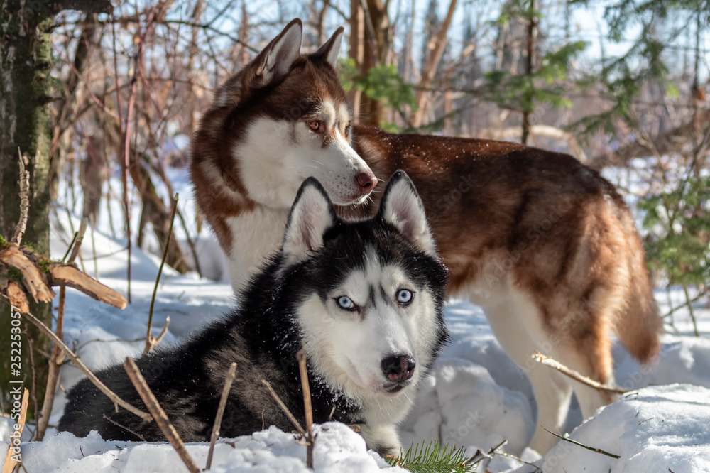 Siberian Husky dogs on winter forest background. Two amazing husky dogs on the snow. Siberian Husky dogs on winter forest background. Two amazing husky dogs on the snow.