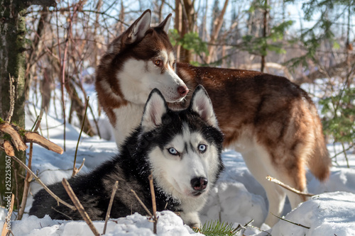 Siberian Husky dogs on winter forest background. Two amazing husky dogs on the snow.
