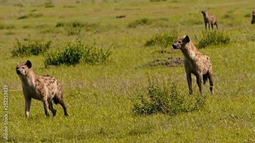 Group of hyenas in Maasai Mara park, Keny photo