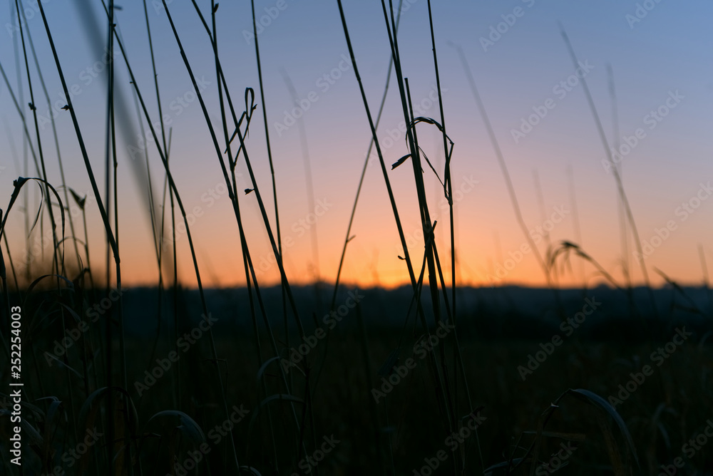 Grass Sunrise Grass Sunrise