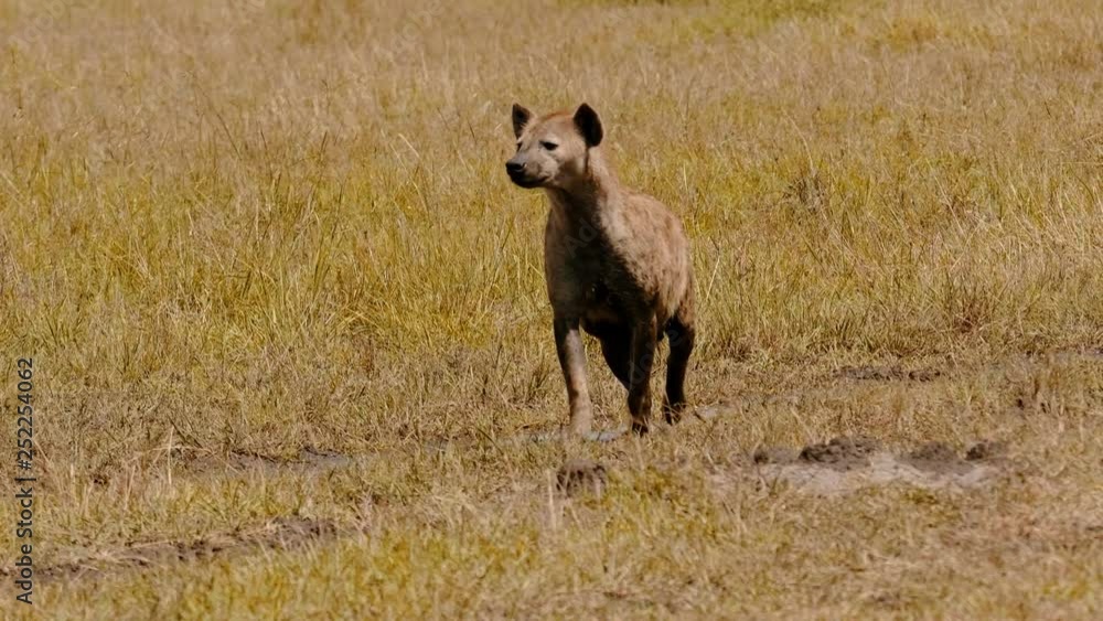 Hyena in Maasai Mara park, Keny Hyena in Maasai Mara park, Keny
