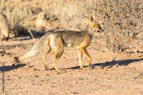 Fototapeta Naklejka Na Ścianę i Meble -  Cape fox or silver-backed foc, Vulpes chama, running at dawn, Kgalagadi Transfrontier Park, Kalahari, South Africa