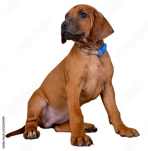 Cute brown puppy on white background