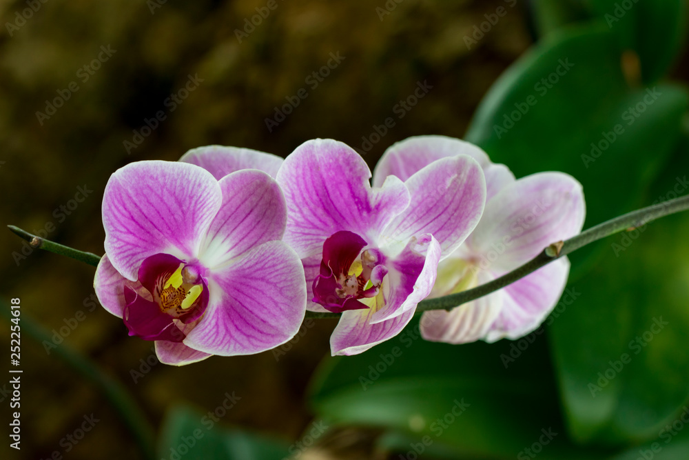Image of beautiful purple orchid flowers in the garden. Image of beautiful purple orchid flowers in the garden.