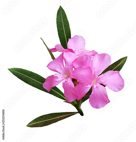 Konstfotografi Pink oleander flowers and leaves