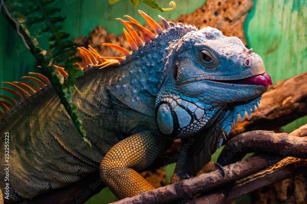 Fototapeta premium iguana on a branch
