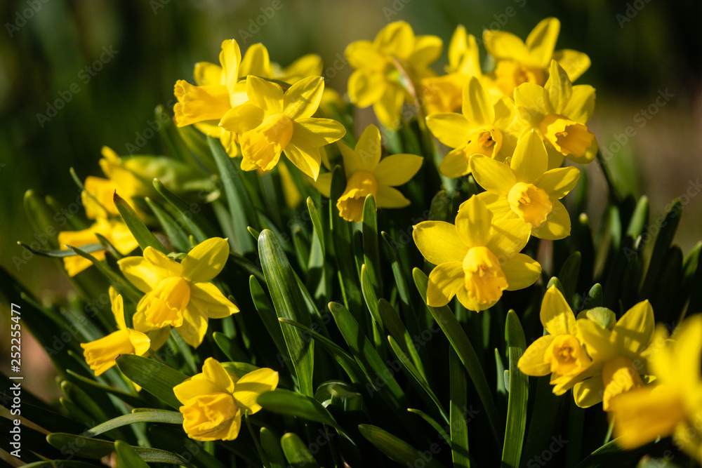 Jonquilles Jonquilles