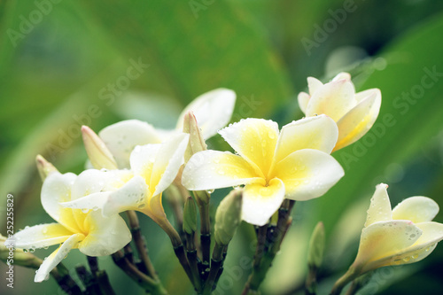 White frangipani flowers with water drops after the rain in tropics close up. Beautiful nature background