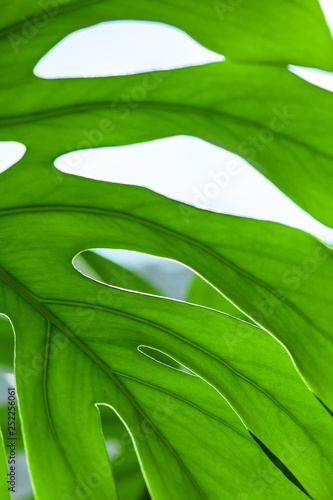 white different tropical texture green leaves pattern background natural fresh summer monstera ufo spring veins photo