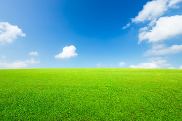 Acrylglasbilder Gras Grüne Wiese unter blauem Himmel  © ABCDstock