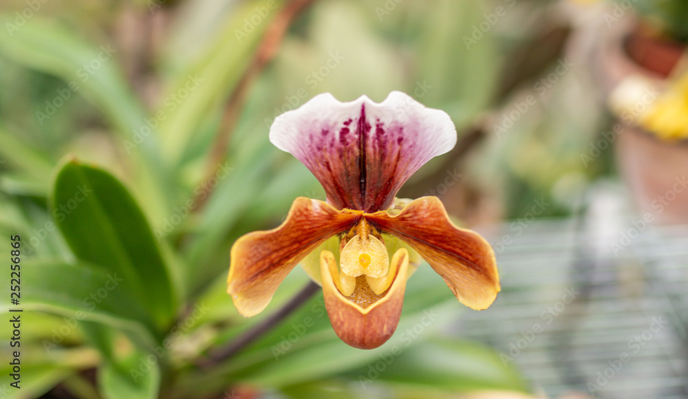 Fototapeta premium blossom of orchid