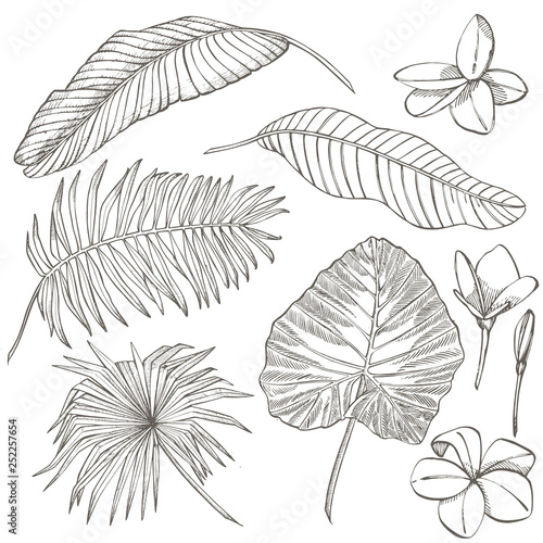 Tropical palm leaves. Graphic illustration. Engraved jungle leaves.