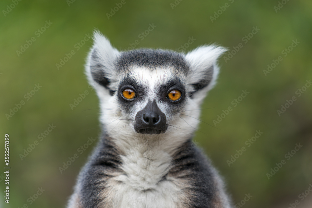 Close up of Lemur with green background Close up of Lemur with green background