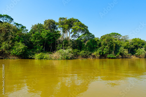 River landscape  and jungle Pantanal  Brazil