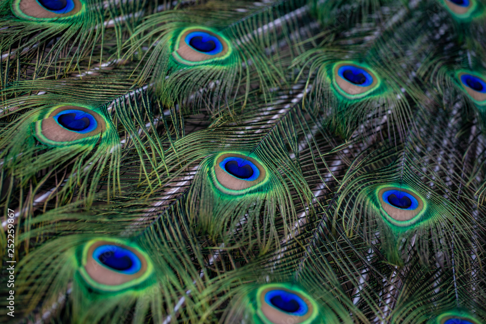 Fototapeta premium Beautiful Colorful Peacock Feathers Close-up.