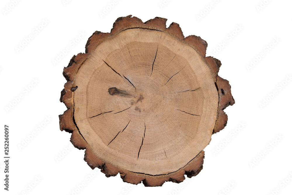 Cross section of the tree Cross section of the tree