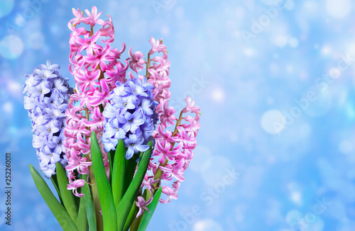 Hyacinths on a blurred blue background.