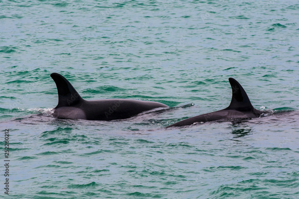 Obraz premium Orcas hunting sea lions, Patagonia , Argentina