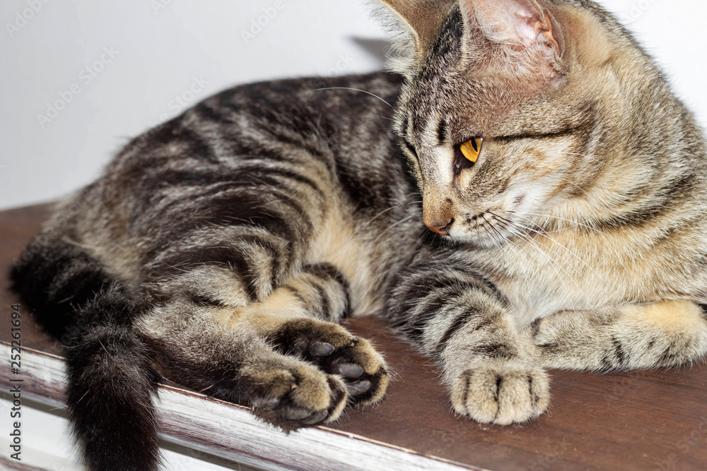 striped cat on rustic furniture. looking . attentive striped cat on rustic furniture. looking . attentive