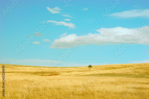 Golden fields in summer hilltops of Zlatibor mountain, Serbia / Nature park outdoors