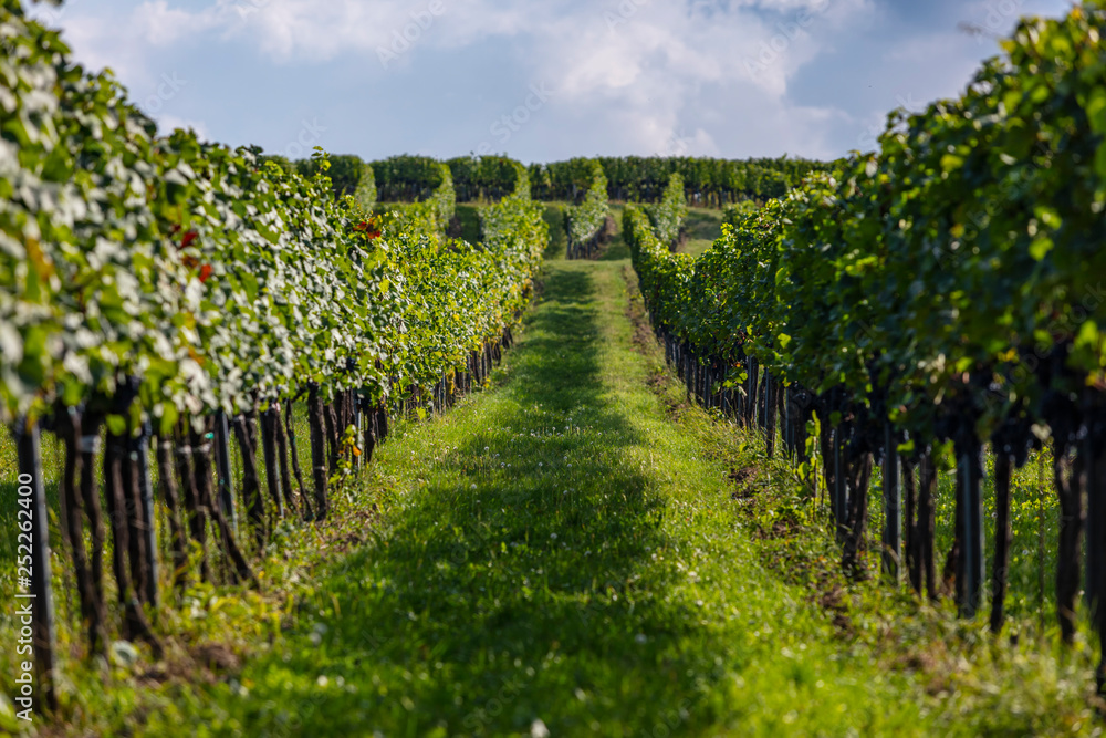 green vineyard rows