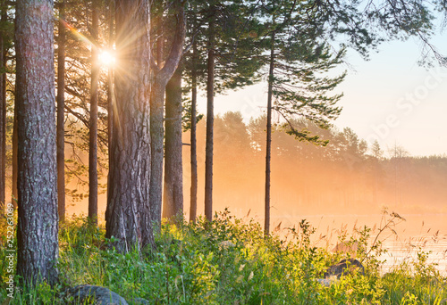 Bild auf Leinwand Golden sunset light in the trunks of pines.