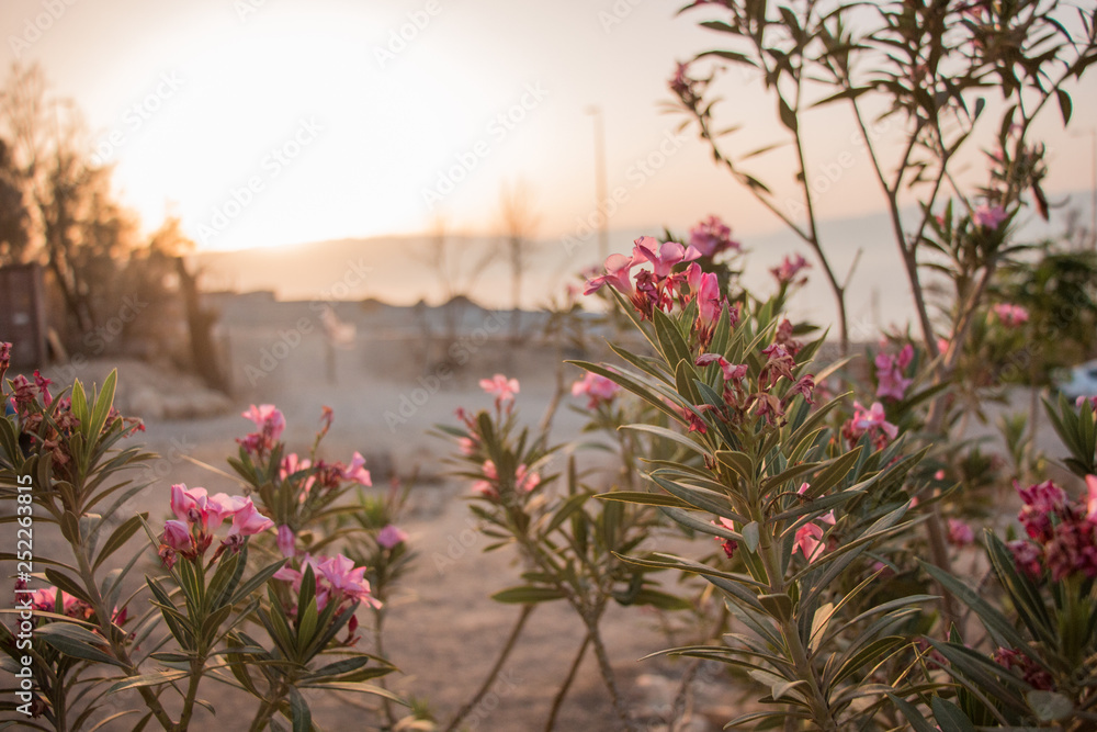 Flowers in the Dead Sea