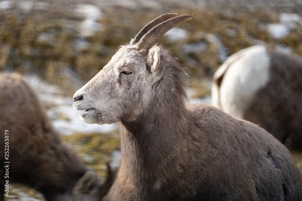Female ewe bighorn sheep relaxing in the wild, in Radium Hot Springs British Columbia. Sheep has mouth open Female ewe bighorn sheep relaxing in the wild, in Radium Hot Springs British Columbia. Sheep has mouth open