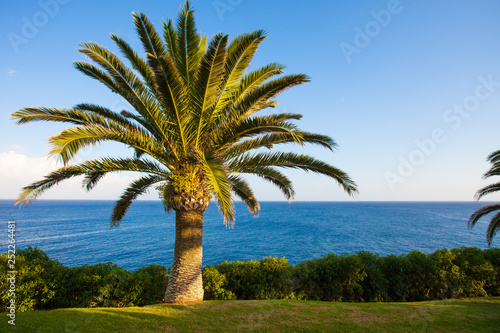 Lawn with tree in the background of sea