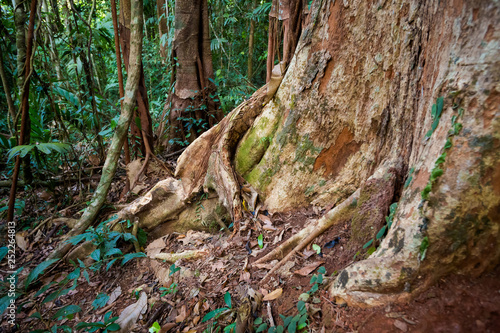 Old trees Makayuk Koh Kood