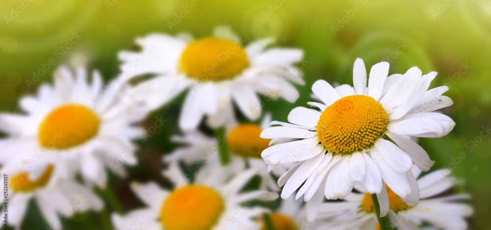 Fototapeta premium White big daisy flowers isolated. Flowers background.