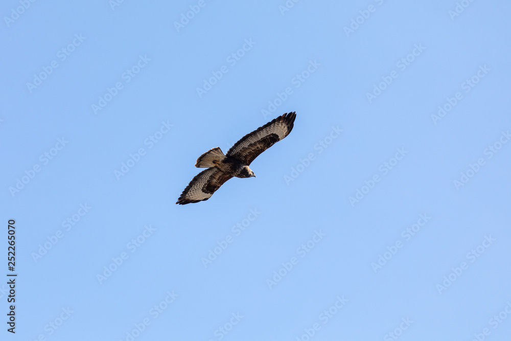 Mäusebussard im Flug Mäusebussard im Flug
