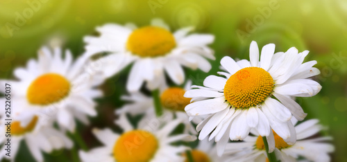 White big daisy flowers isolated. Flowers background.