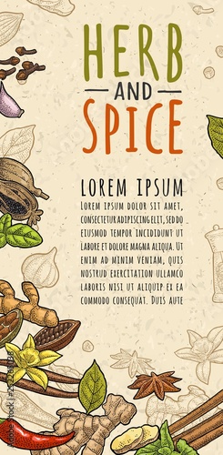 HERB and SPICE handwriting lettering. Set vector color engraving