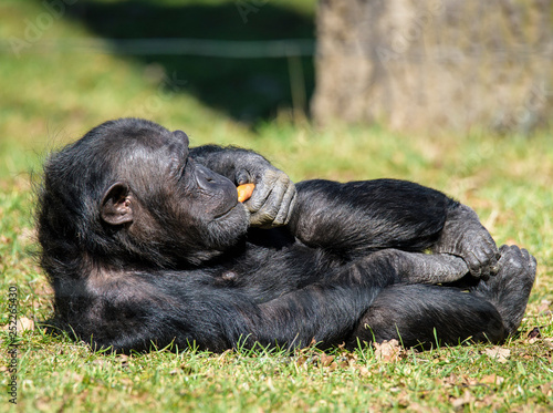 chimpanzee in ZOO eating carrot