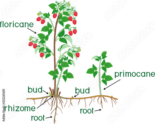 Parts of plant. Morphology of raspberry shrub with berries, green leaves, root system and titles
