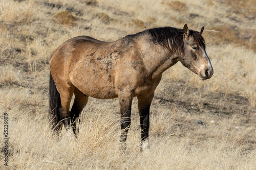 Majestic Wild Horse in Utah in Winter © natureguy