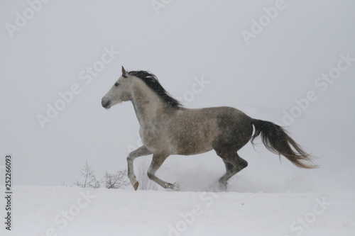 arab horse on a snow slope (hill) in winter © Maria Antropova