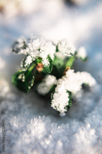 small green plant under the snow in sunny weather in winter or spring