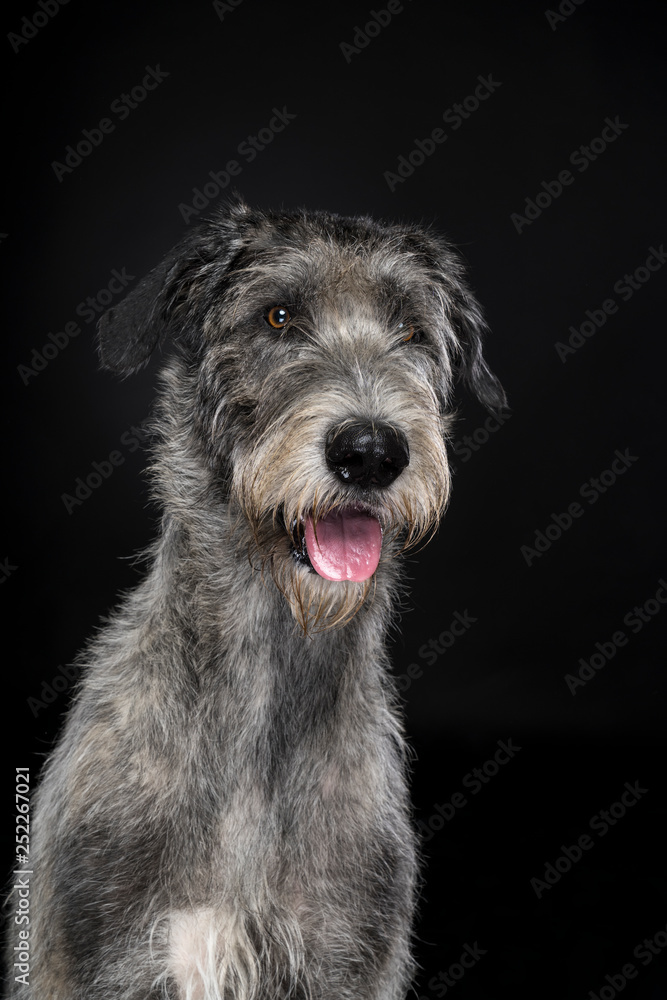 Grey large Irish wolfhound dog sitting looking at camera black background