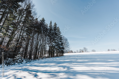 tall dry trees in carpathian mountains with shadows on snow