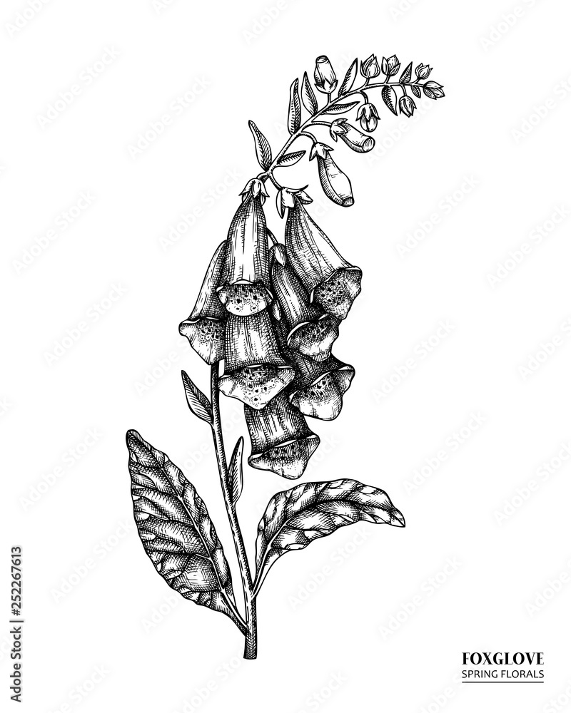 Vector foxglove drawing. Hand drawn floral illustration. Spring flower sketch. Vintage botanical elements. Black and white. - obrazy, fototapety, plakaty 
