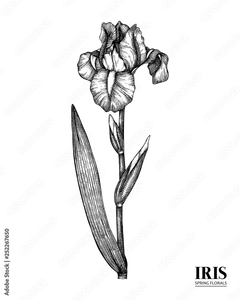 Vector iris drawing. Hand drawn floral illustration. Spring flower ...